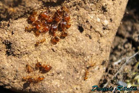 Pheidole pallidula